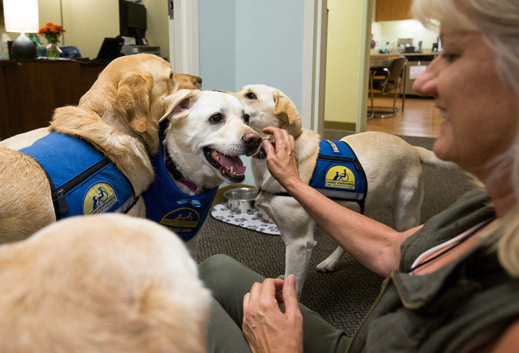 Harper Lea, a courthouse dog, center, gets the attention of Cathy Murray by pushing between two other dogs Wednesday at Dawson Child Advocacy Center in Everett. A medical issue is forcing her retirement. (Andy Bronson / The Herald)
