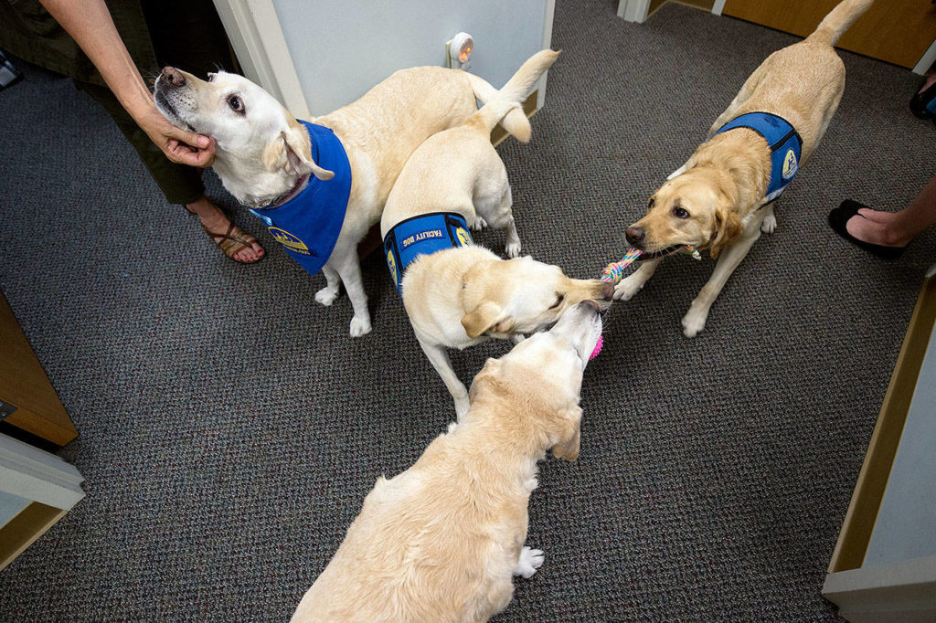 Harper Lea gets a chin scratching as three other dogs wrestle for a toy Wednesday in Everett. A medical issue is forcing her retirement. She is a a comfort dog for children and teens at Dawson Child Advocacy Center during interviews and when testifying in court. (Andy Bronson / The Herald)
