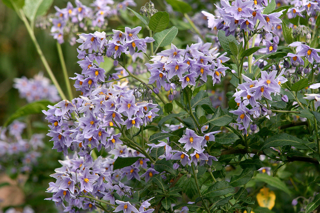 Solanum crispum “Glasnevin,” aka Chilean potato vine (Richie Steffen)
