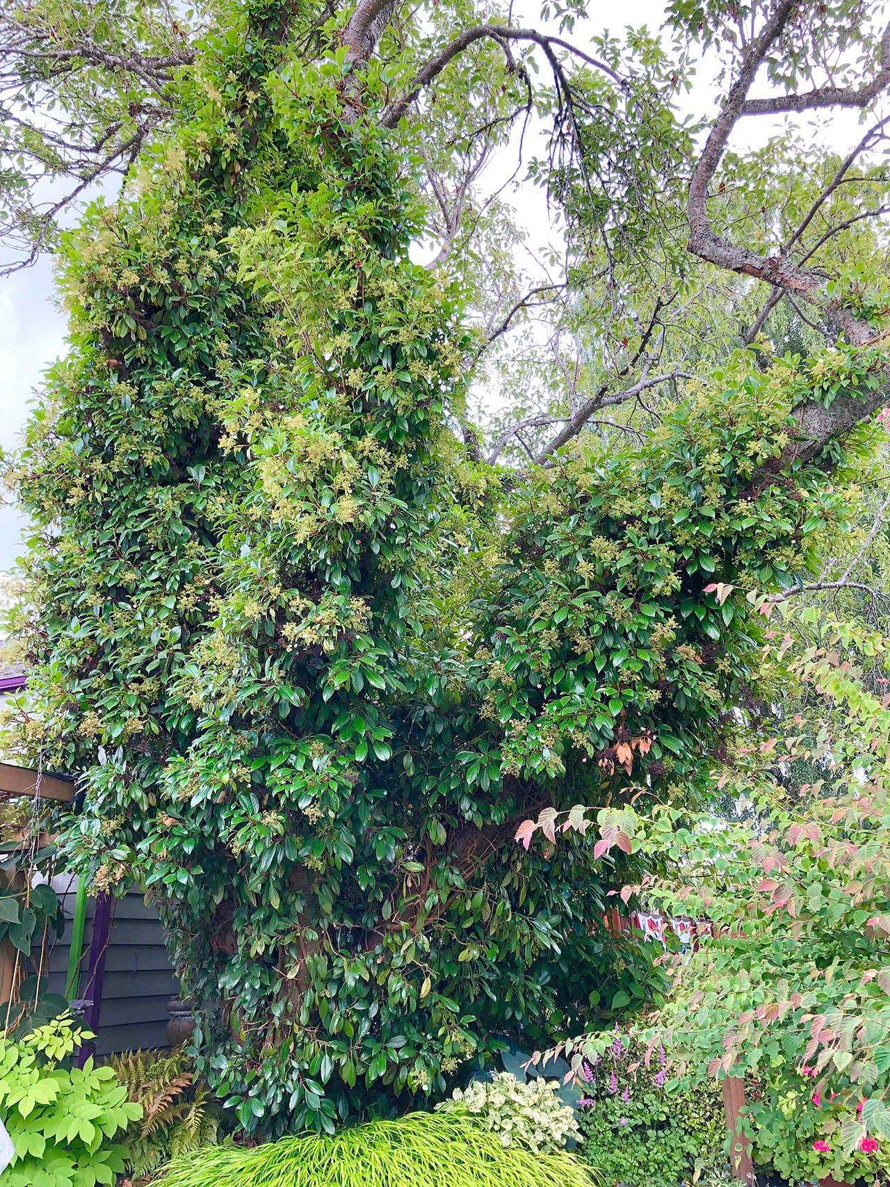 A Hydrangea petiolaris or “climbing hydrangea,” in Steve Smith’s yard. Unlike other vines, climbing hydrangea takes a while to get growing. (Photo by Nicole Phillips)