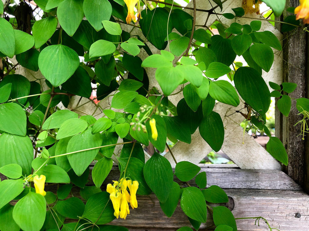 The climbing yellow bleeding heart vine planted under a ginko in Steve Smith’s yard produces thousands of yellow heart-shaped flowers from April through November. (Photo by Nicole Phillips)
