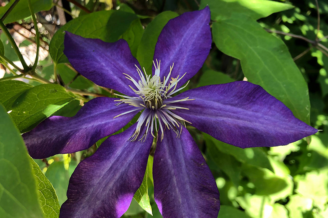 Versatile, easytogrow vines for the Pacific Northwest garden