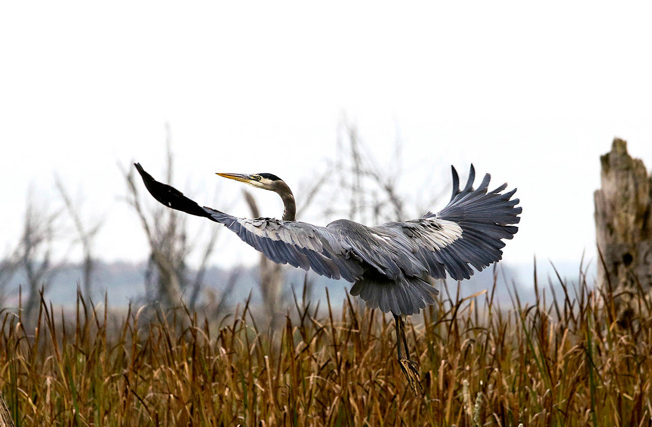 A blue heron looks for a landing spot while searching for fish at a Snohomish County lake. (Andy Bronson / The Herald)