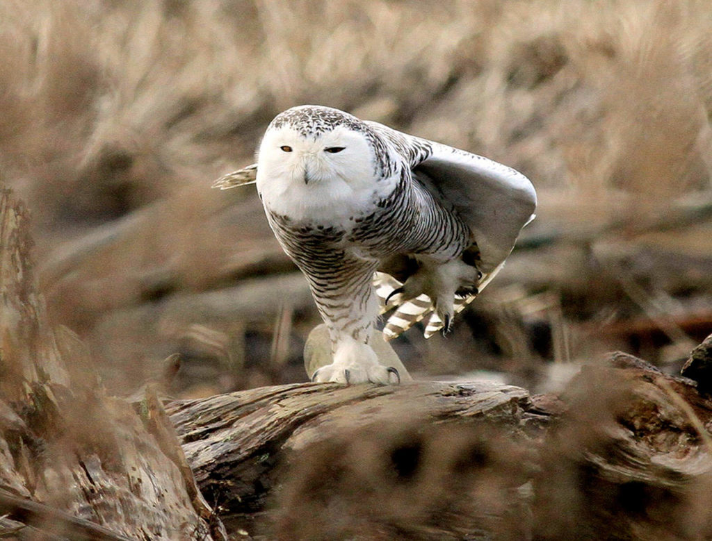 A snowy owl in the Stillaguamish River delta south of Stanwood. (Mike Benbow / Herald file)
