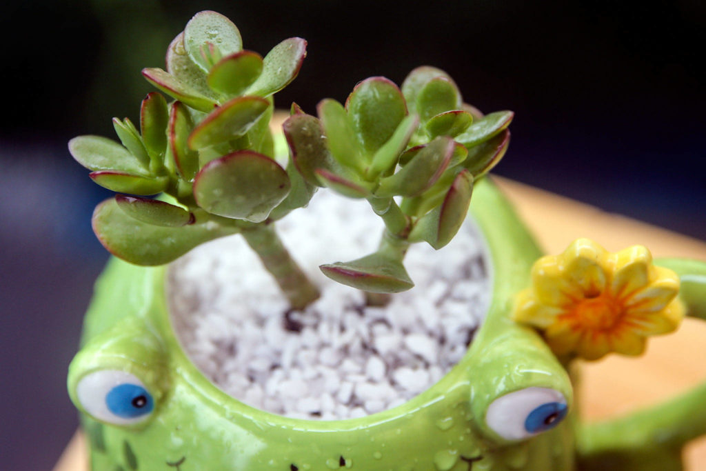 Angie Rolly creates whimsical mini-gardens and pots them in thrift-store finds. (Kevin Clark / The Herald)
