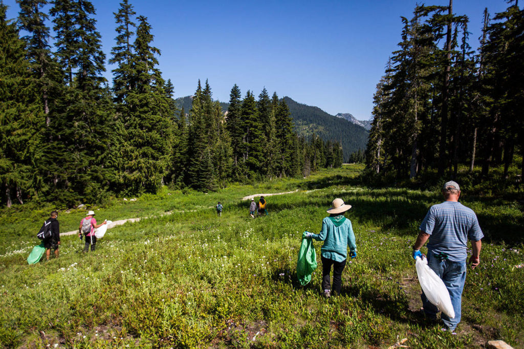 Volunteers comb the hillside for any trash left behind from the ski season at Stevens Pass. (Olivia Vanni / The Herald)
