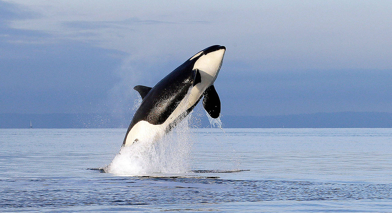 A Southern Resident female orca leaps from the water while breaching in Puget Sound, west of Seattle. (AP Photo/Elaine Thompson, File)