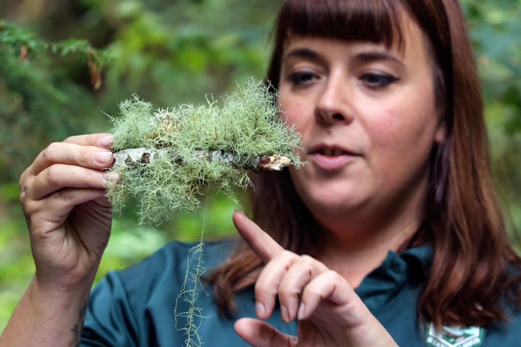 Leslie Holmes identifies lichen species at Wallace Falls State Park in Gold Bar. (Kevin Clark / The Herald)
