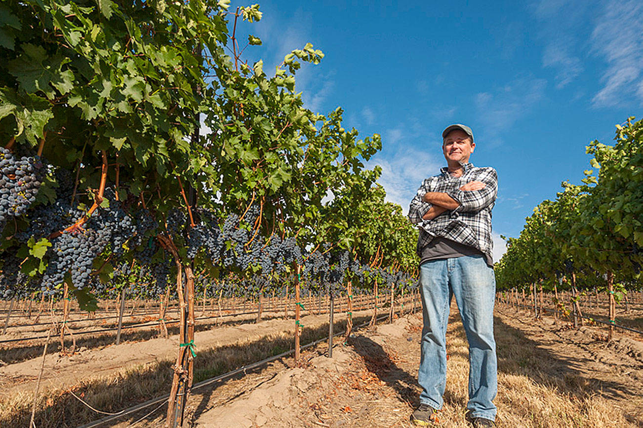 Grapes native to Rhone Valley thrive in Washington vineyards