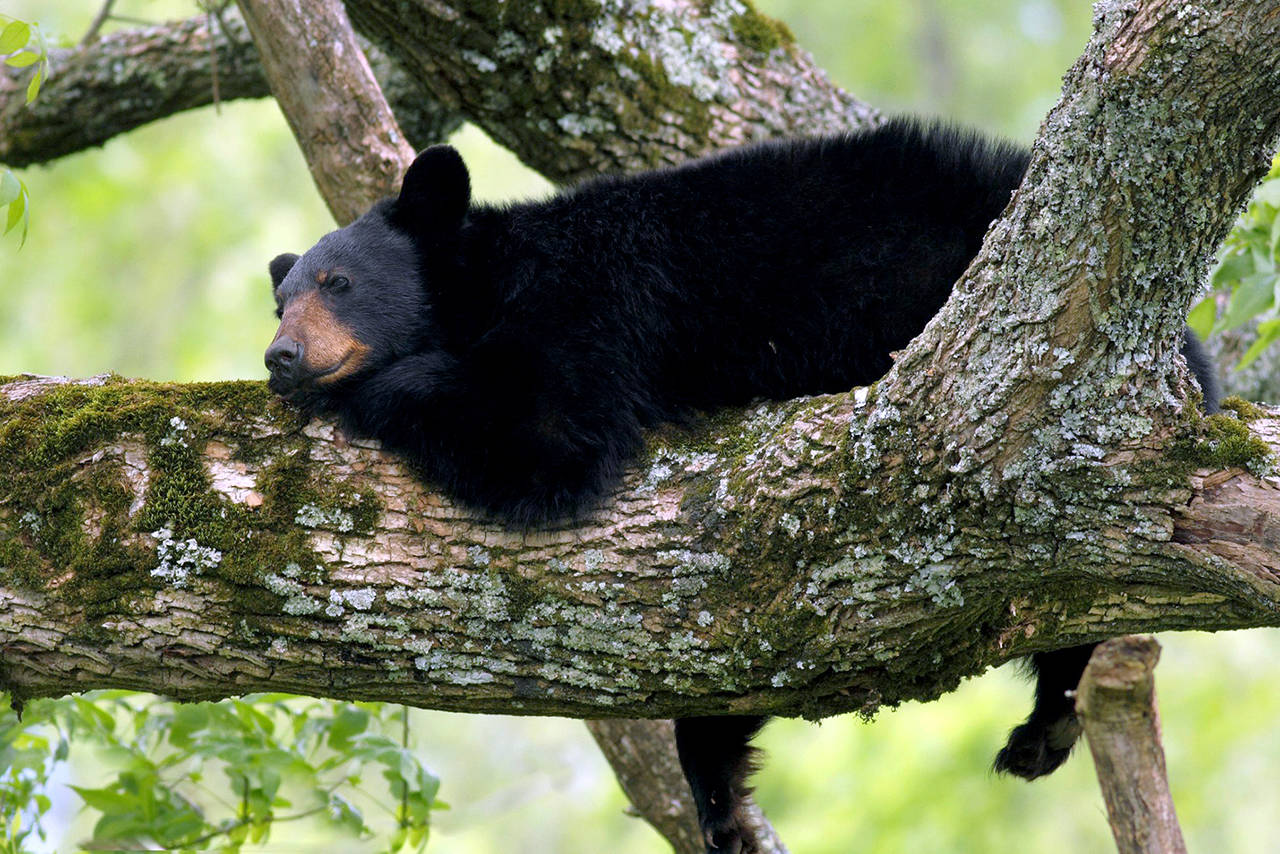 A bear rests in a tree in the Mt. Baker-Snoqualmie National Forest. (U.S. Forest Service)
