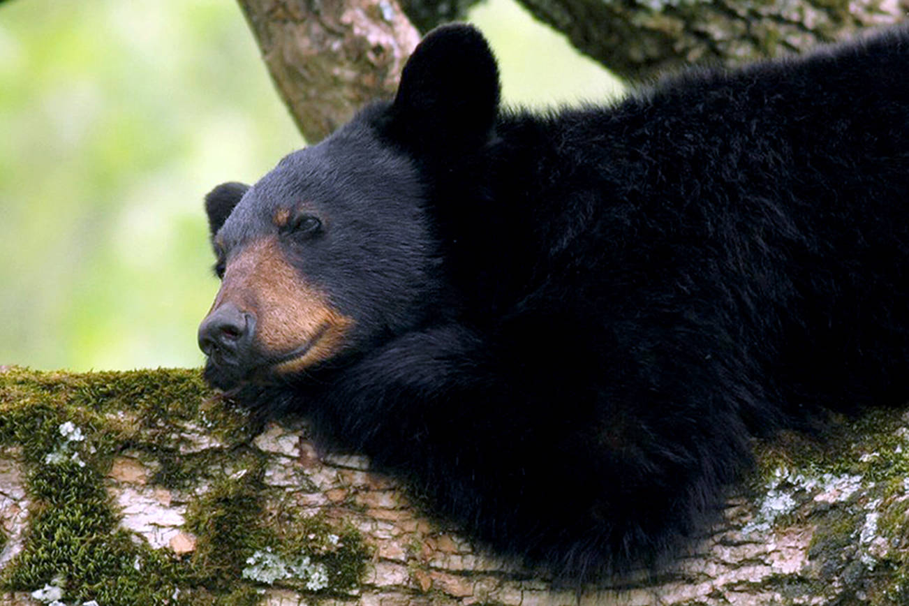 More bears are visiting Mount Baker-Snoqualmie campgrounds