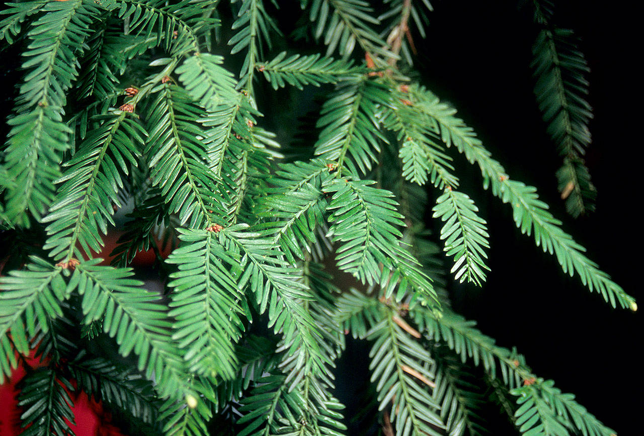 The coast redwood is a tree valued for its size — it grows nearly 3 feet or more in height every year. (Great Plant Pick)
