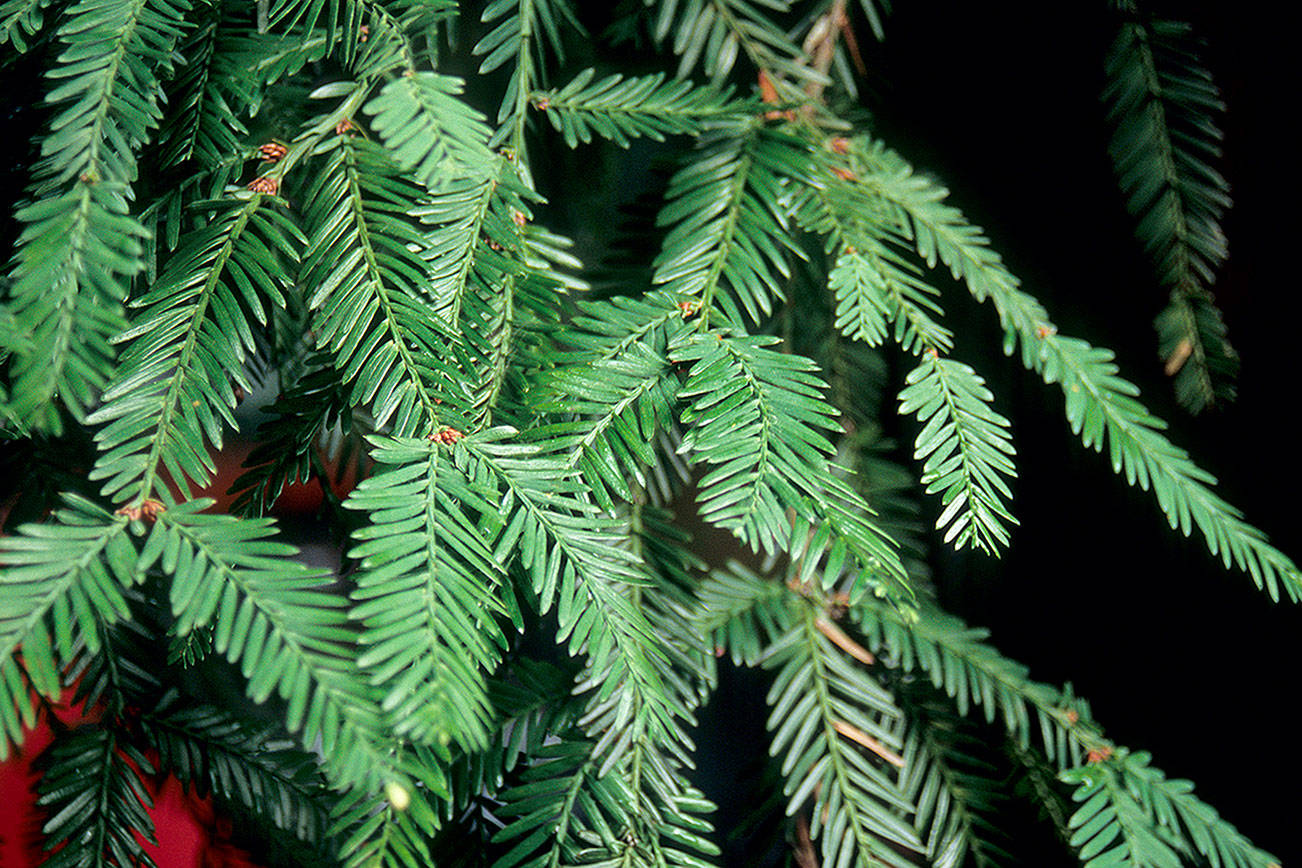Great Plant Pick: Sequoia sempervirens, coast redwood