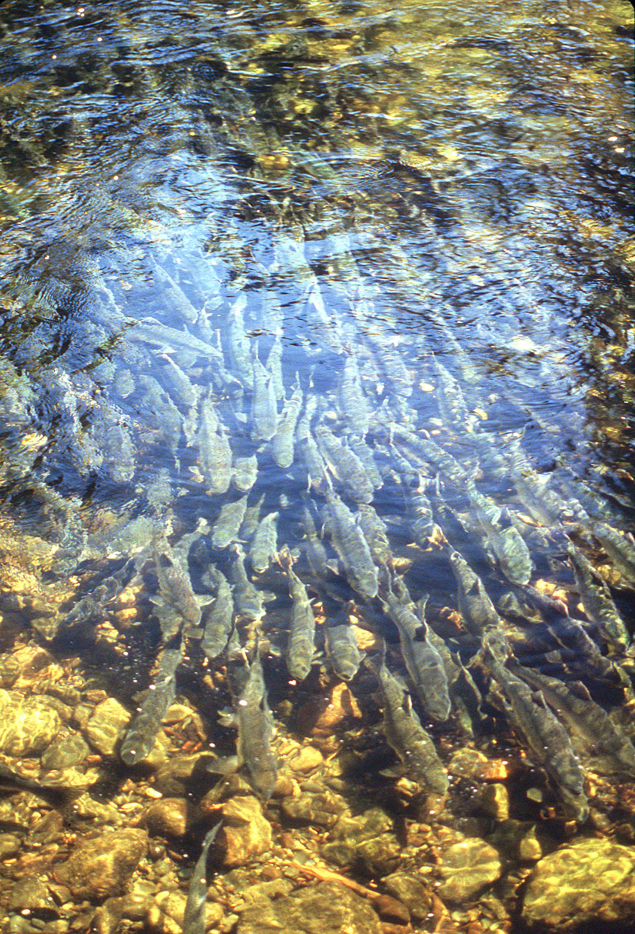 Spawning pink salmon are shown in Anan Creek near Wrangell, Alaska, in 1991. In 2019, wild populations of pink salmon are flourishing. Their numbers are enhanced by the annual release of 1.8 billion fish from Alaska hatcheries and critics say they’re having an effect on other species. (Alaska Department of Fish and Game via AP)