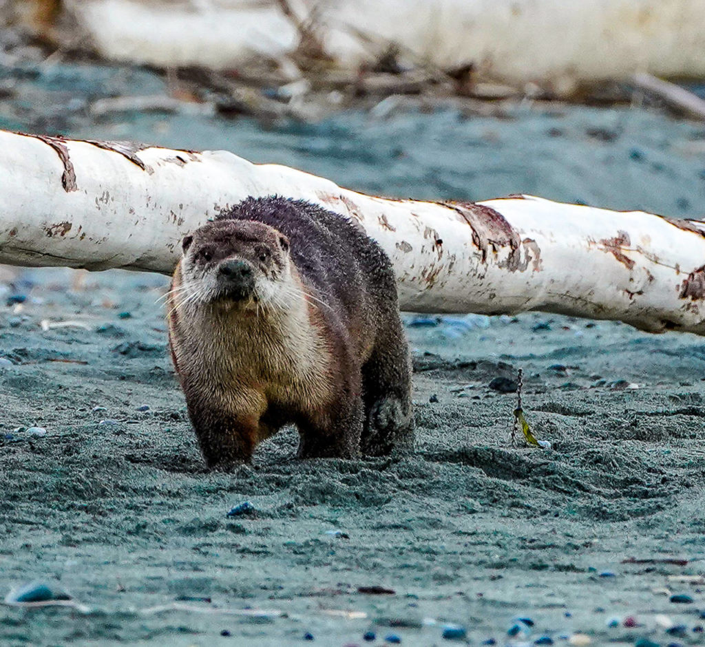 Otters are most active at dawn and dusk. (Heide Island)
