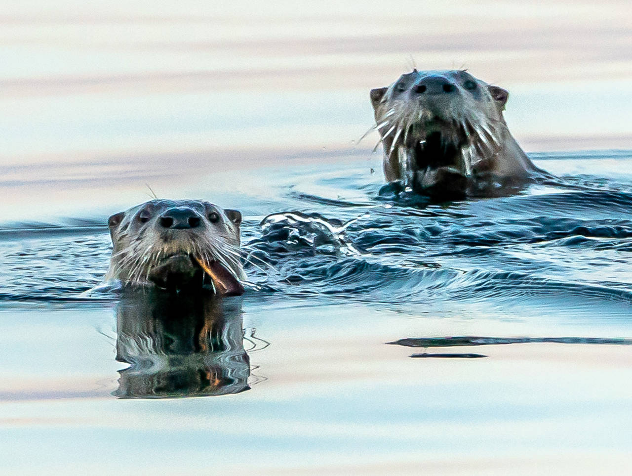 Otters are an “ecological canary in the coal mine.” (Heide Island)