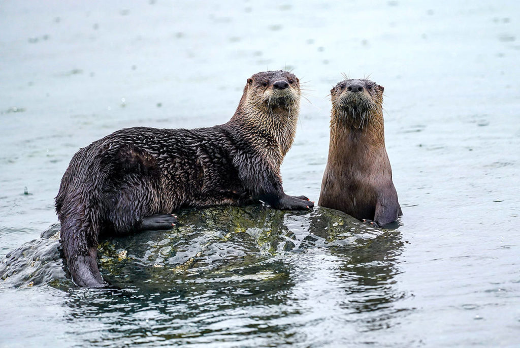 Island followed some 30 otters as they traversed Whidbey Island. (Heide Island)
