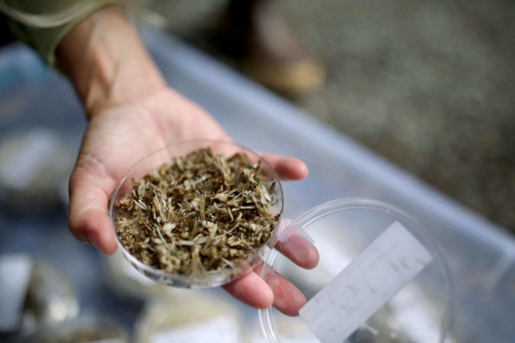 A sample collected at Lake Pondilla will be sent into a lab for analyzation. (Julia-Grace Sanders / The Herald)

