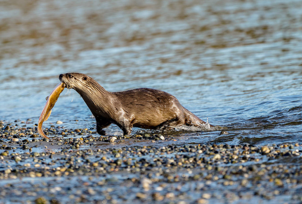 River otters in the Admiralty Bay area of Whidbey Island prefer to dine on sculpin and flatfish. (Heide Island)

