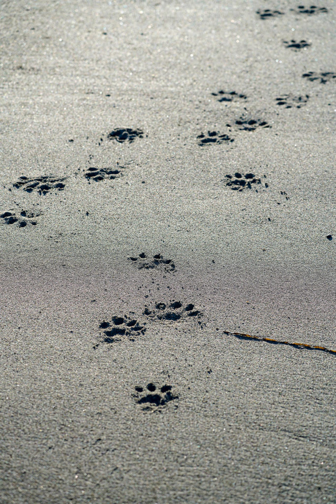 Otters sometimes travel in romps, sometimes alone. (Heide Island)
