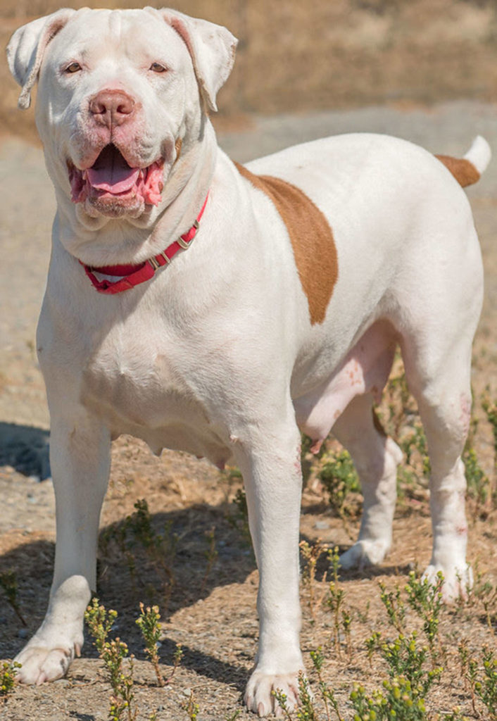 Katie is a squishy pup looking for a fun, active home! She has lived with kids over 10 years old, dogs and cats. She will need a meet and greet with any resident dogs and prefers male dogs over females. She knows several commands and is happy to be around people. She can be protective over her food and will need to be fed separately from the other dogs. Katie does bark when left alone and is not suited for apartment living. (Curt Story/Everett Animal Shelter)
