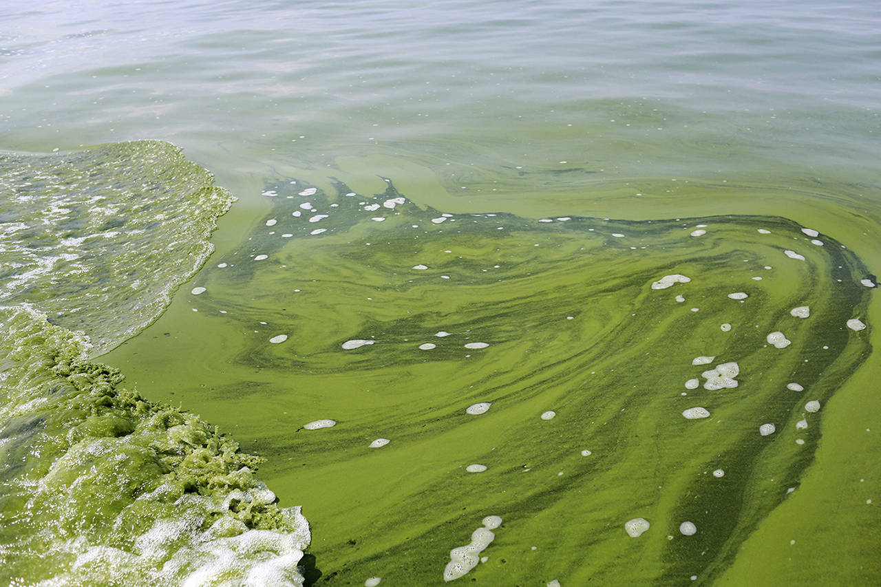 In this 2014 photo, an algae bloom covers Lake Erie near the City of Toledo water intake crib about 2.5 miles off the shore of Curtice, Ohio. (AP Photo/Haraz N. Ghanbari, File)