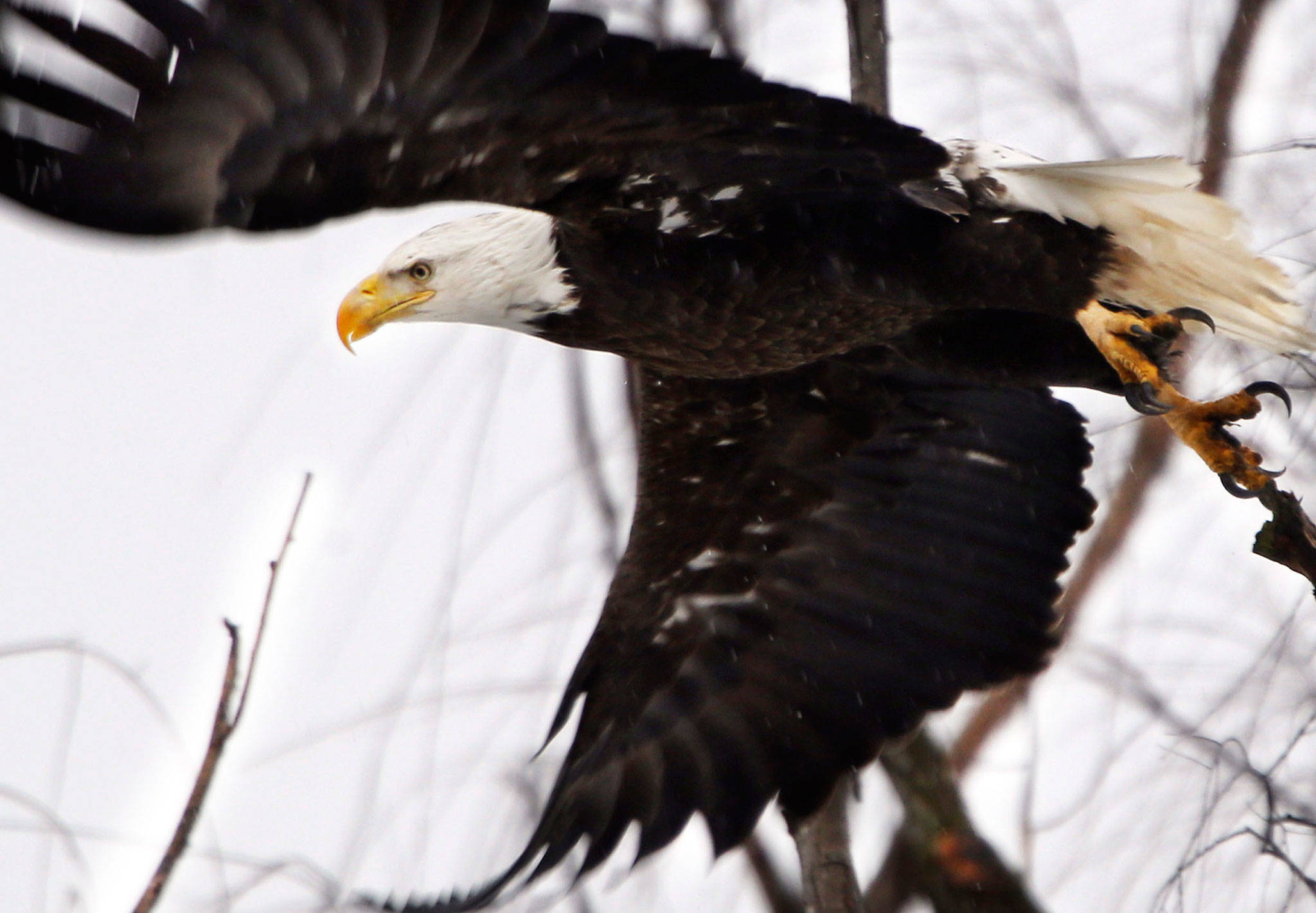 A bald eagle takes flight at the Museum of the Shenandoah Valley in Winchester, Virginia in February 2016. While once-endangered bald eagles are booming again in the U.S., the overall trajectory of endangered species and the federal act that protects them aren’t so clearcut. (Scott Mason / The Winchester Star / Associated Press file photo)