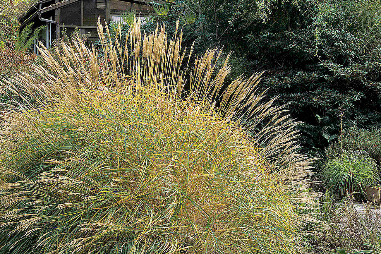 Great Plant Pick: Miscanthus sinensis ‘Yaku Jima,’ dwarf maiden grass