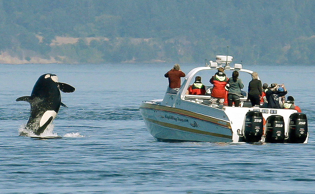 An orca leaps out of the water near a whale watching boat in the Salish Sea in the San Juan Islands on July 31, 2015.(AP Photo/Elaine Thompson, File)