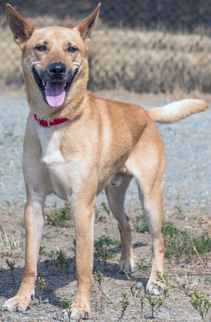 Alberto is a fun dog looking for a new home. (Curt Story/Everett Animal Shelter)
