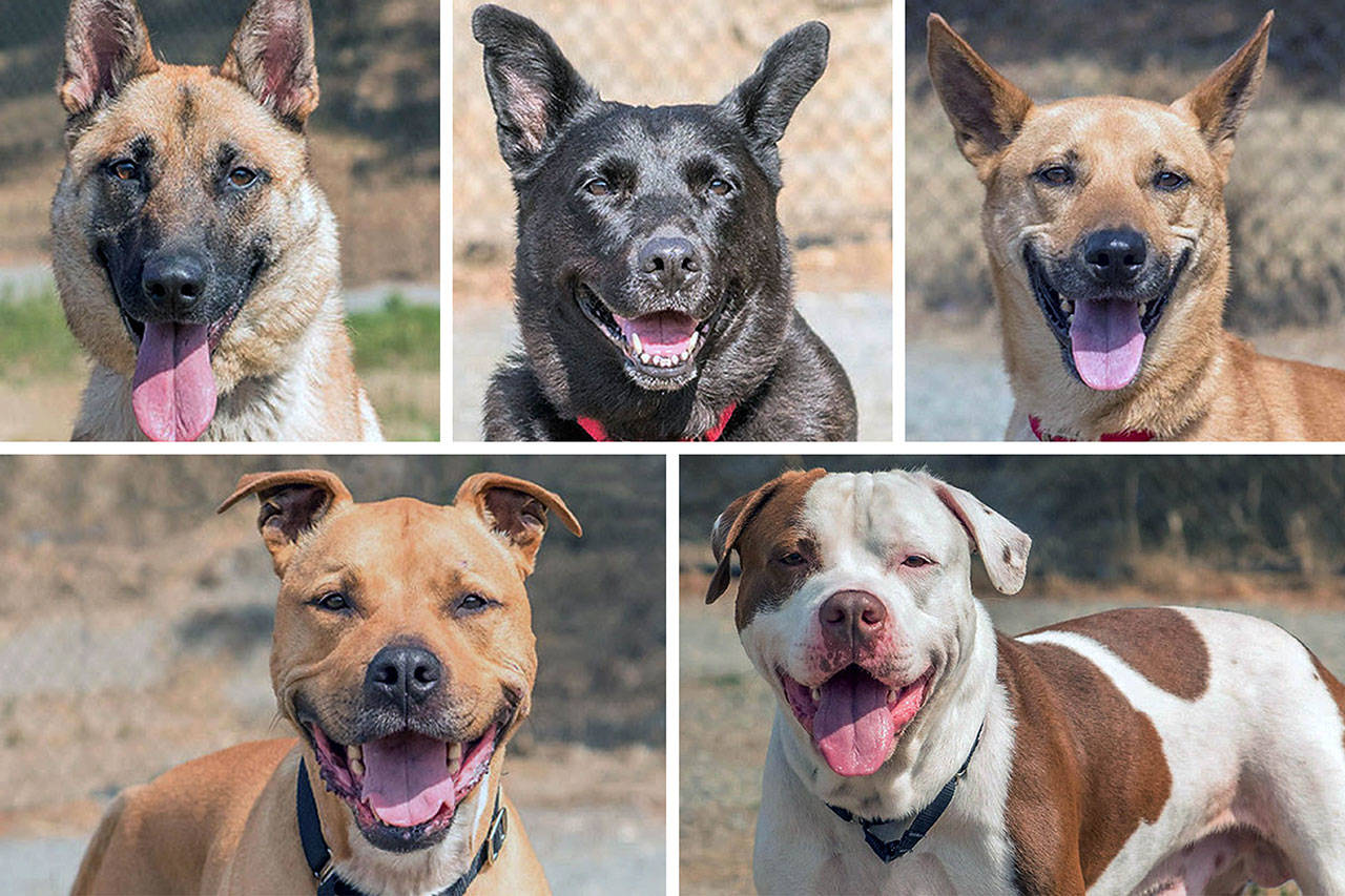 Looking to adopt a dog? These pets are ready and waiting.