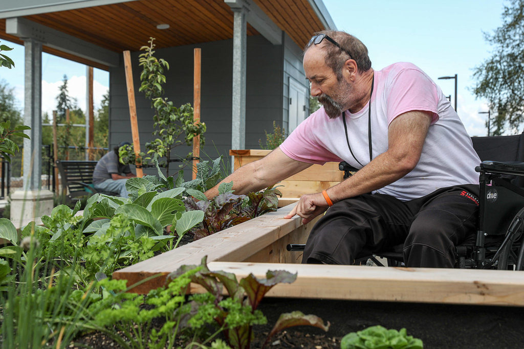 Vern Van Winkle likes to help out around Clare’s Place. He picks up trash and weeds the raised garden beds behind the building. (Lizz Giordano / The Herald)
