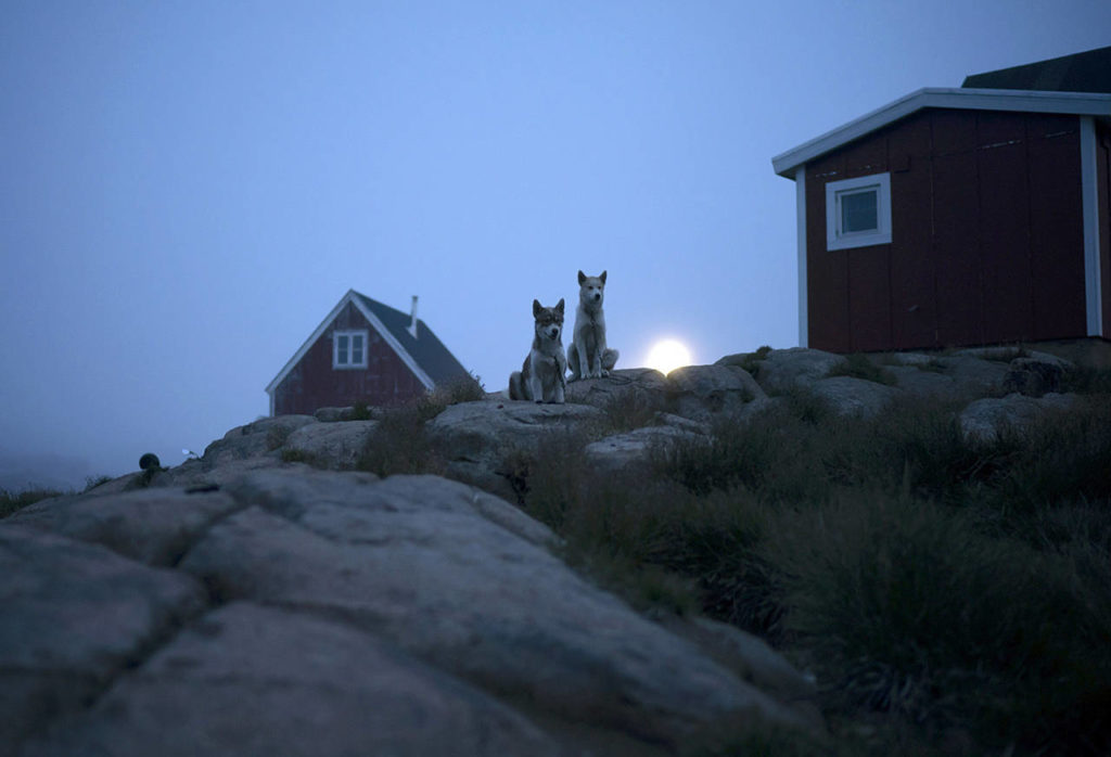 Dogs sit outside a home in Kulusuk, Greenland, early in the morning Aug. 15. Greenland has been melting faster in the last decade. This summer, it has seen two of the biggest melts on record since 2012. (AP Photo/Felipe Dana)
