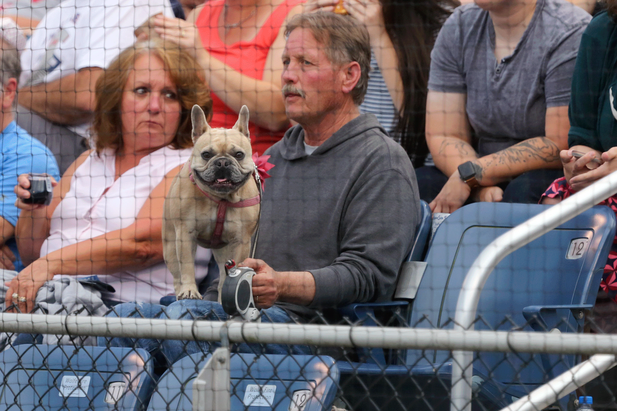 There was plenty of sit and stay commands during the Bark in the Park theme night Tuesday during the Everett AquaSox game, when dogs were allowed at Funko Field at Everett Memorial Stadium. (Kevin Clark / The Herald)