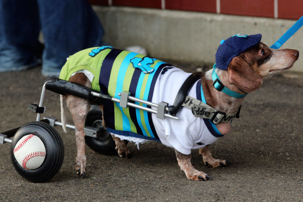 Dogs are welcomed to the AquaSox game Tuesday evening as part of Bark in the Park 2 at Funko Field at Everett Memorial Stadium in Everett on August 20, 2019. (Kevin Clark / The Herald)
