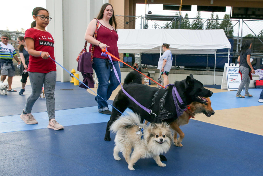 Dogs are welcomed to the AquaSox game Tuesday evening as part of Bark in the Park 2 at Funko Field at Everett Memorial Stadium in Everett on August 20, 2019. (Kevin Clark / The Herald)
