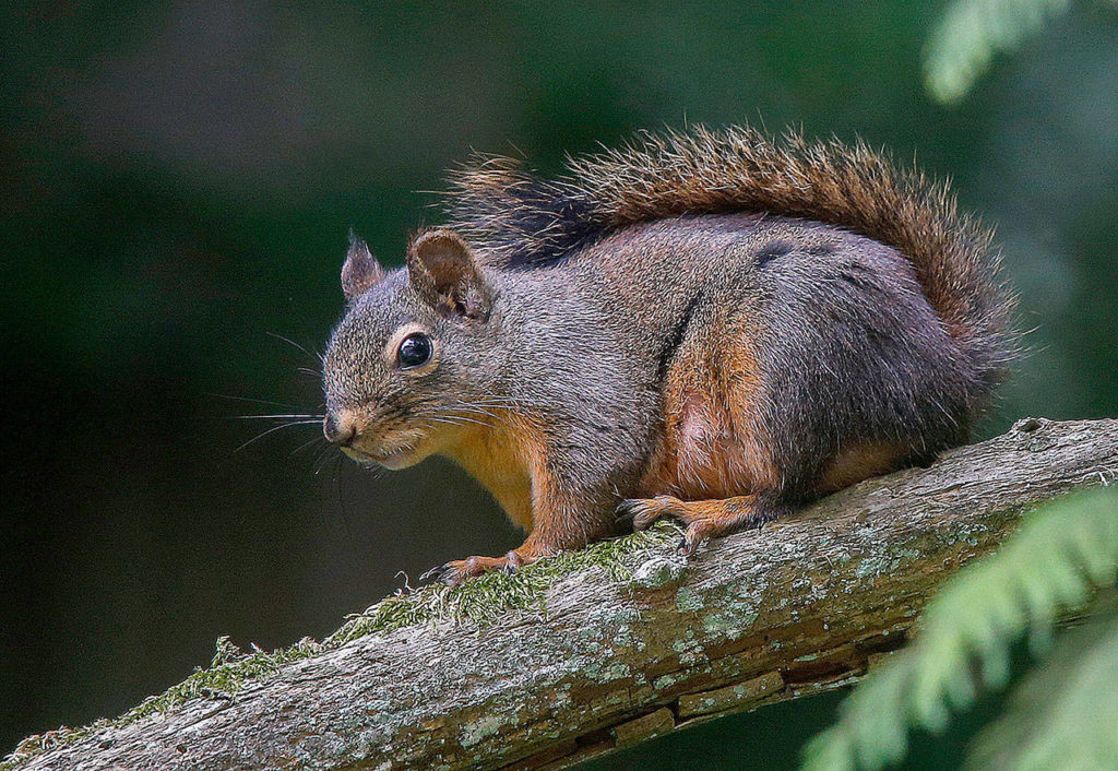 Swipe only photos of wildlife — like this squirrel sitting on a branch in Mukilteo’s Japanese Gulch in 2014. (Dan Bates / Herald file)
