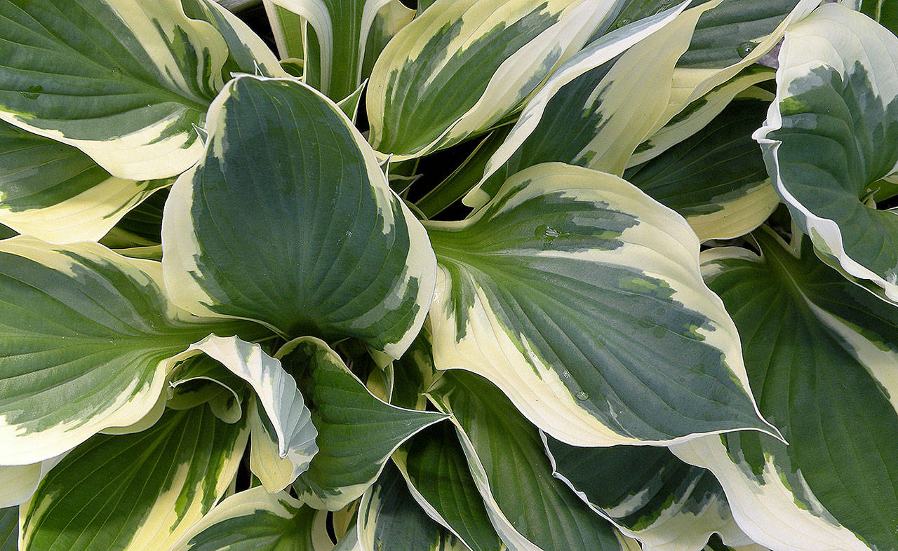 The variegated foliage of the “Patriot” hosta is striking from late spring through early fall. (Photo by Rick Peterson)