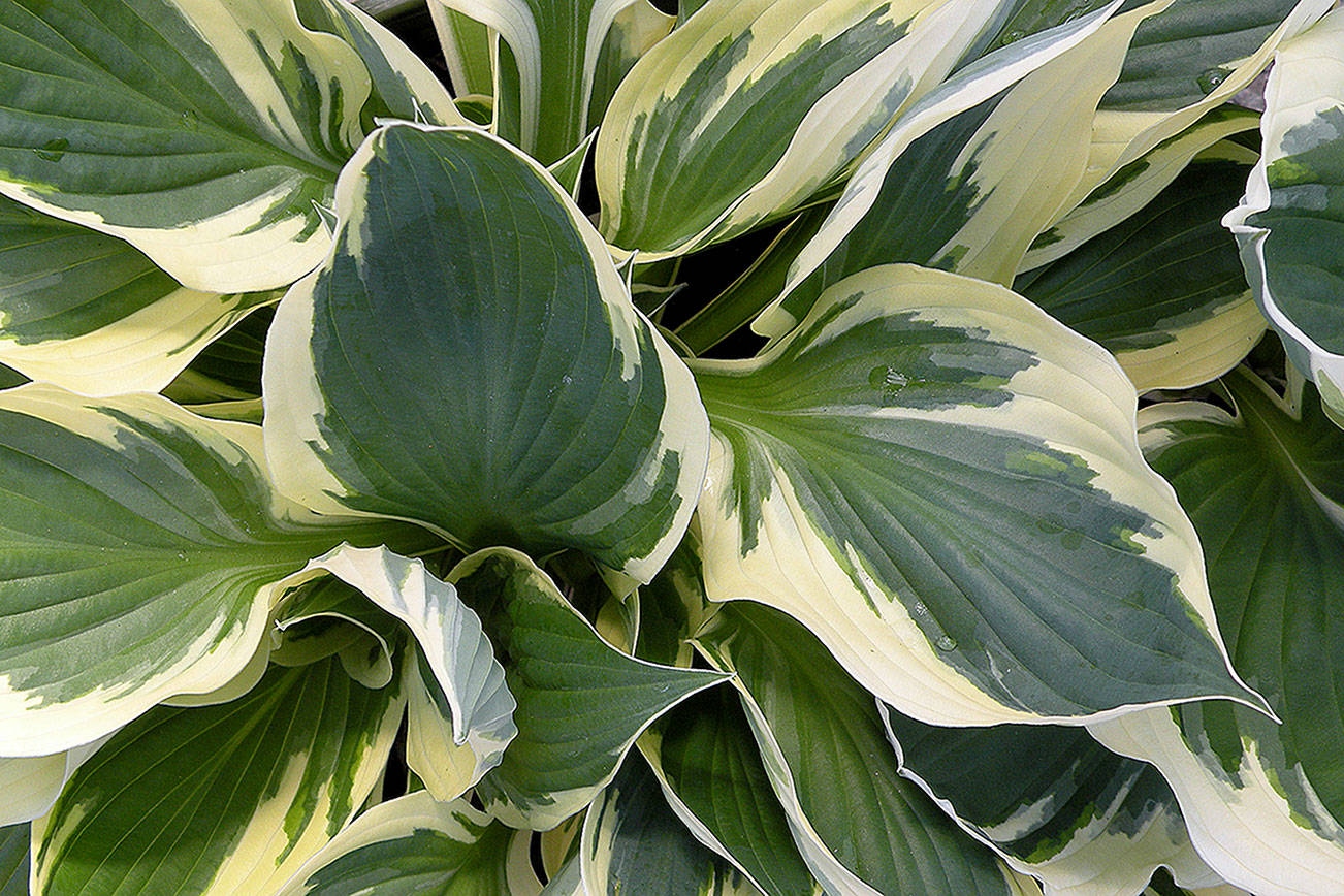 Great Plant Pick: Hosta ‘Patriot’ one of the most popular