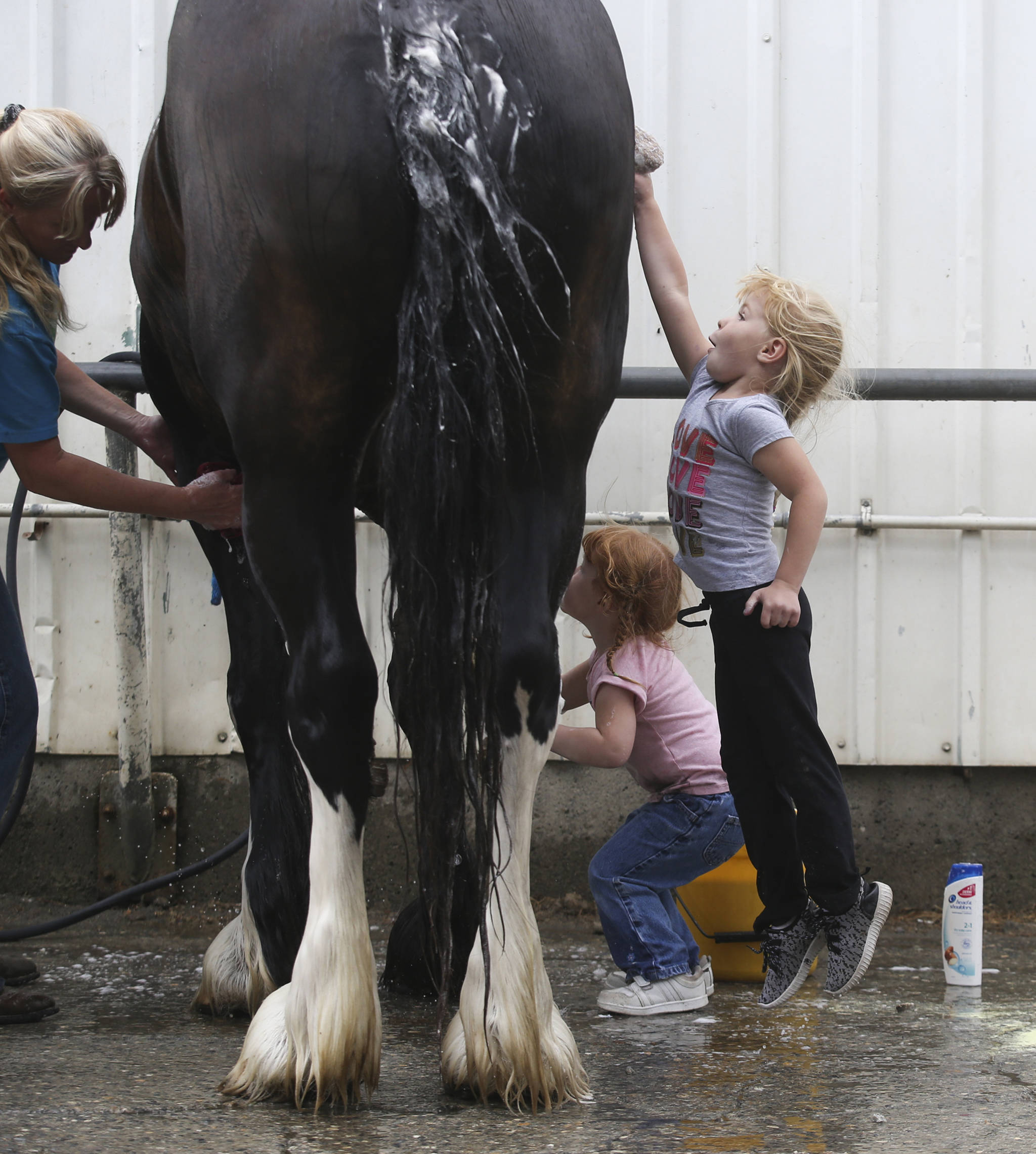 Lillian Lentz, 4, leaps high to help wash a horse during the opening day of the Evergreen State Fair on Aug. 22 in Monroe. (Andy Bronson / The Herald)