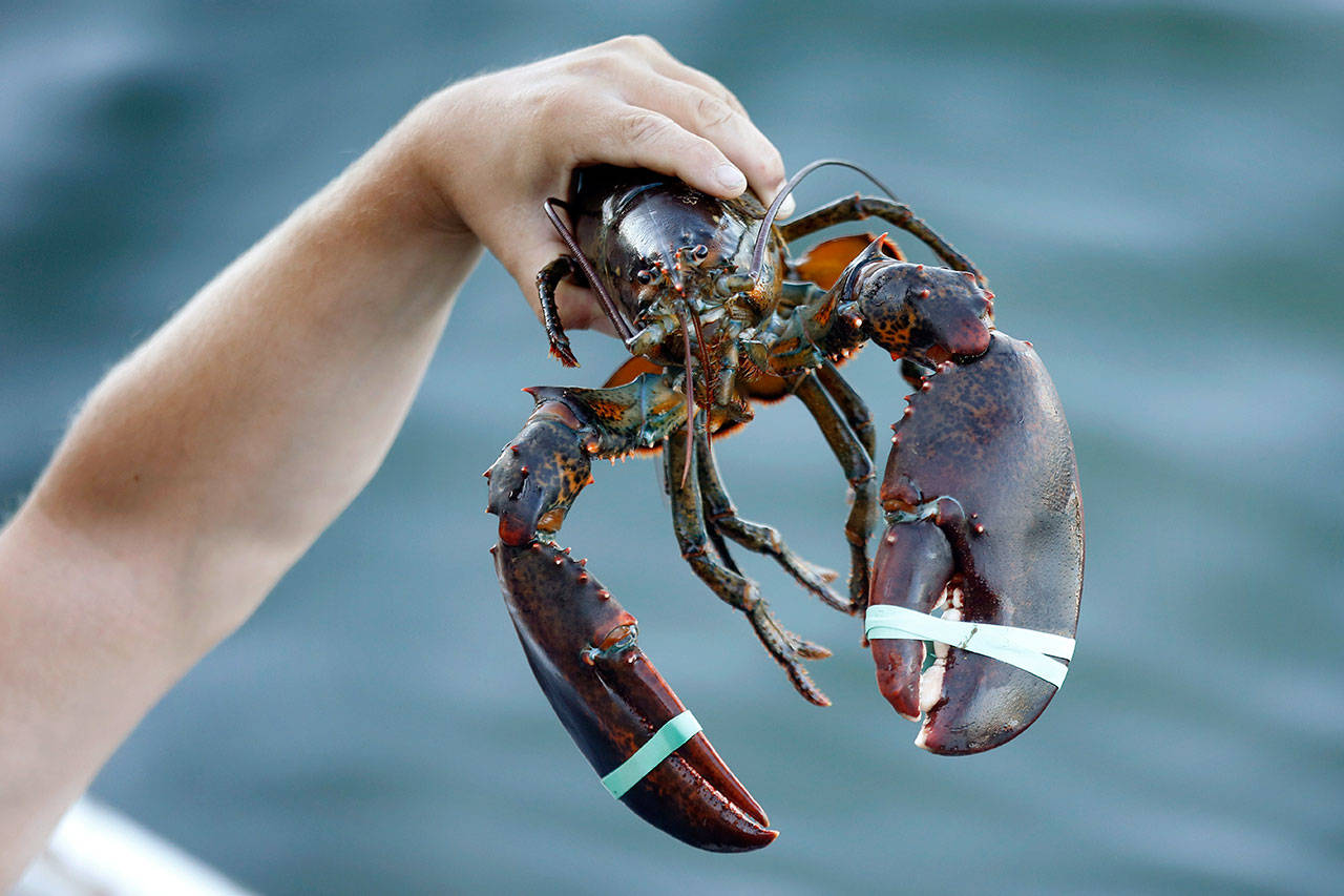 A 3.5 pound lobster is held by a dealer at Cape Porpoise in Kennebunkport, Maine, on Saturday. America’s lobster exports to China have plummeted this year as new retaliatory tariffs have shifted business to Canada. (AP Photo/Robert F. Bukaty)