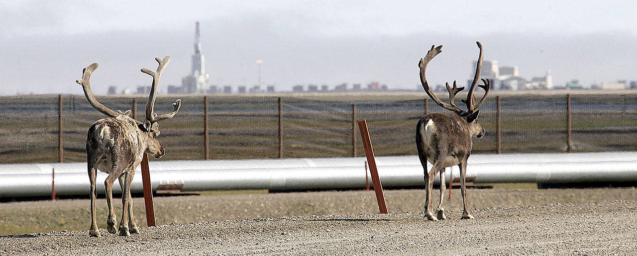 FILE - In this Aug. 4, 2006, file photo caribou walk down a road near oil transit and other pipelines on the Prudhoe Bay oil field on Alaska’s North Slope. BP, a major player on Alaska’s North Slope for decades, is selling all of its assets in the state, the company announced Tuesday, Aug. 27, 2019. Hilcorp Alaska is purchasing BP interests in both the Prudhoe Bay oil field and the trans-Alaska pipeline for $5.6 billion, BP announced in a release. (AP Photo/Al Grillo, File)