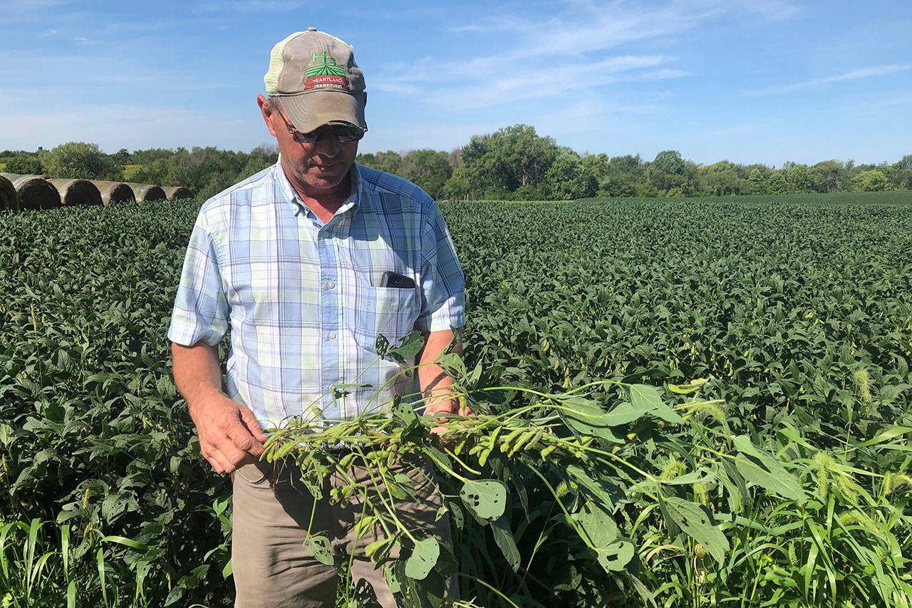 Farmer Randy Miller is shown with his soybeans Aug. 22 at his farm in Lacona, Iowa. Miller, who also farms corn, is among farmers unhappy with President Donald Trump over waivers granted to oil refineries that have sharply reduced demand for corn-based ethanol. Miller called it “our own country stabbing us in the back.” (AP Photo/Julie Pace)