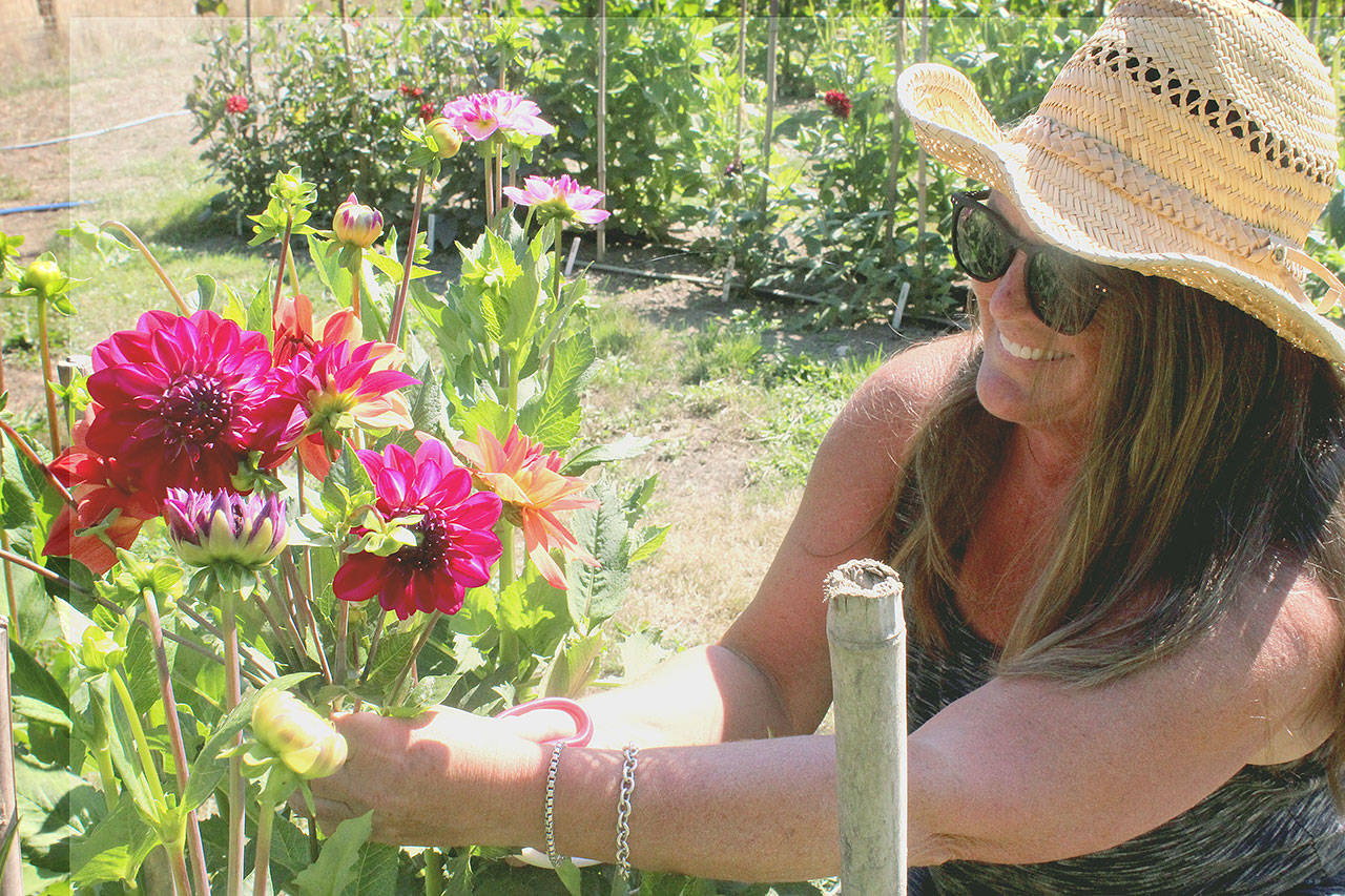 Anderson Farm generational family member Tamara Knapp admires her dahlia fields in late August. (Wendy Leigh / South Whidbey Record)