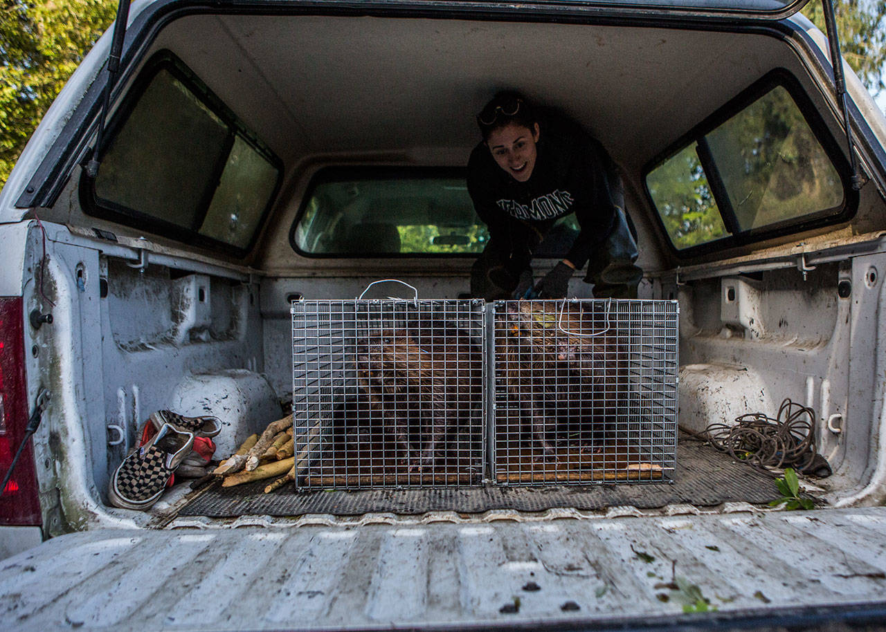 Molly Alves watches while the beavers turn to face the back of the truck. (Olivia Vanni / The Herald)