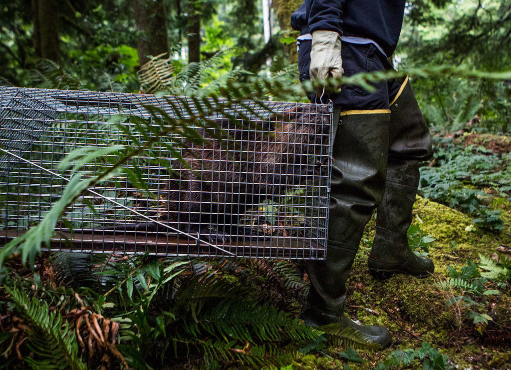 A beaver is carried through the woods to its new relocation site near Sultan. (Olivia Vanni / The Herald)
