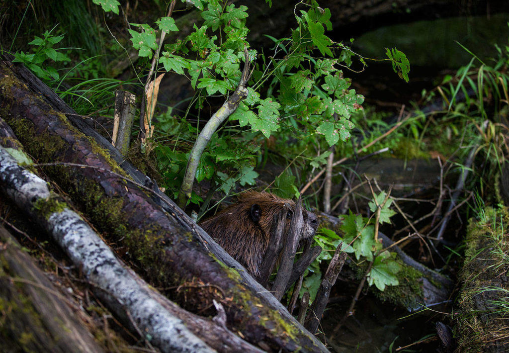 A female beaver peeks her head out from the temporary den on Aug. 22 near Sultan. (Olivia Vanni / The Herald)
