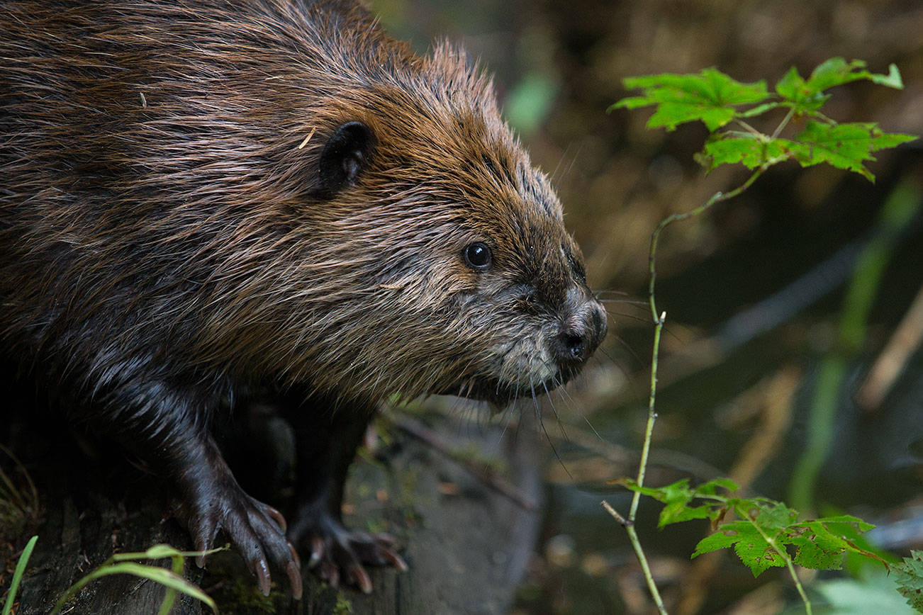 Tulalip Tribes banking on beavers to bolster Snohomish River