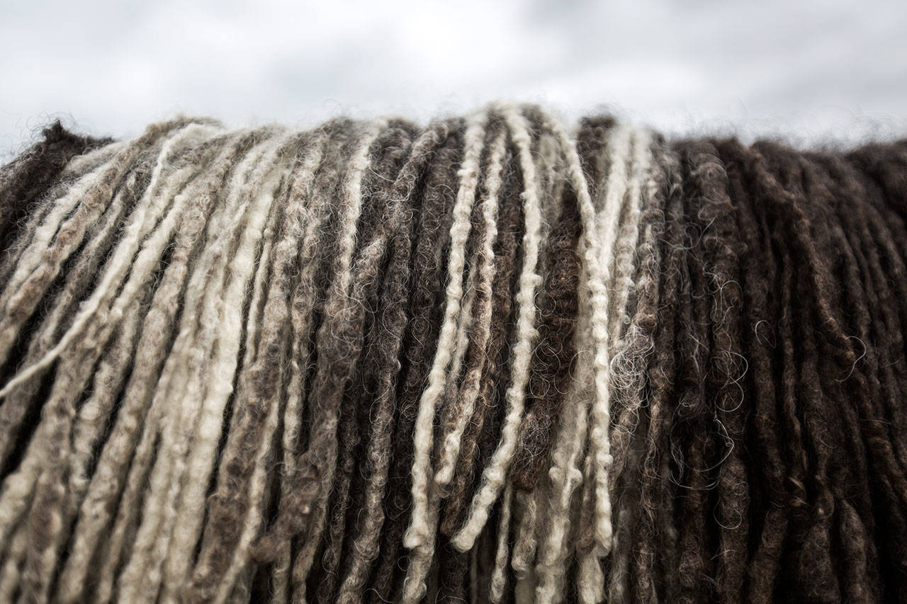 Rielley’s dreadlocks, also known as cords, cross his back. (Olivia Vanni / The Herald)