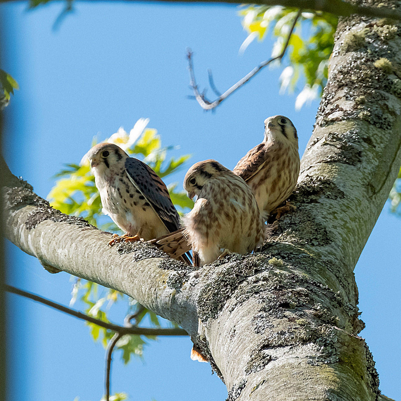American kestrels, shown here, are among the raptors that Sue Cottrell will discuss at her upcoming talk as part of the Outdoor Speaker series in Marysville. (Sue Cottrell)